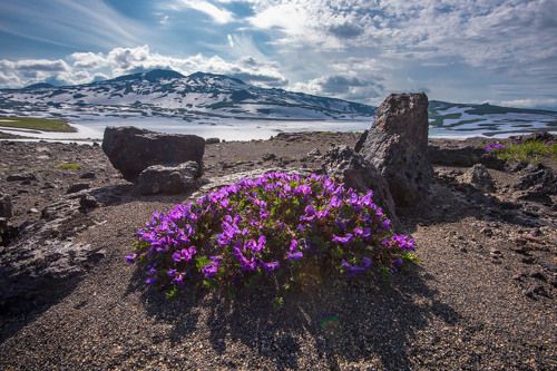 рокарий по Камчатски