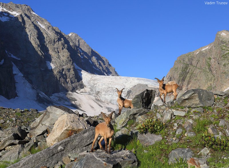 горные козлы, ледник аманауз Горные жители фото превью