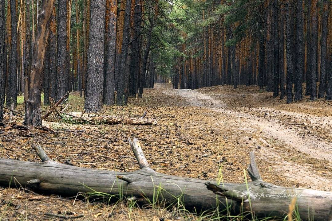 , Андрей Ляпин