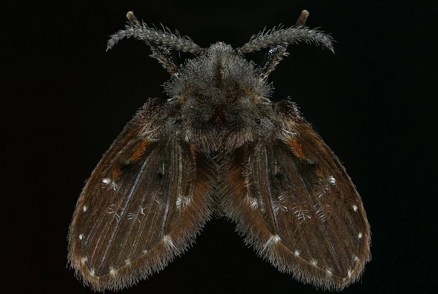 макро,природа,животное,комар,цвет,серый,черный, Андрей Шаповалов