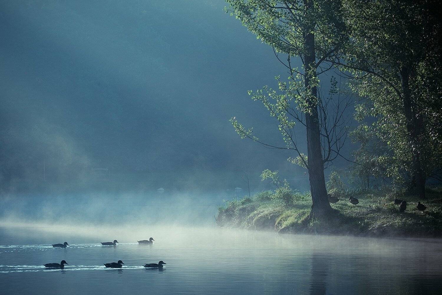 Morning on the lagoon. Автор: Robert Adamec , Robert Adamec