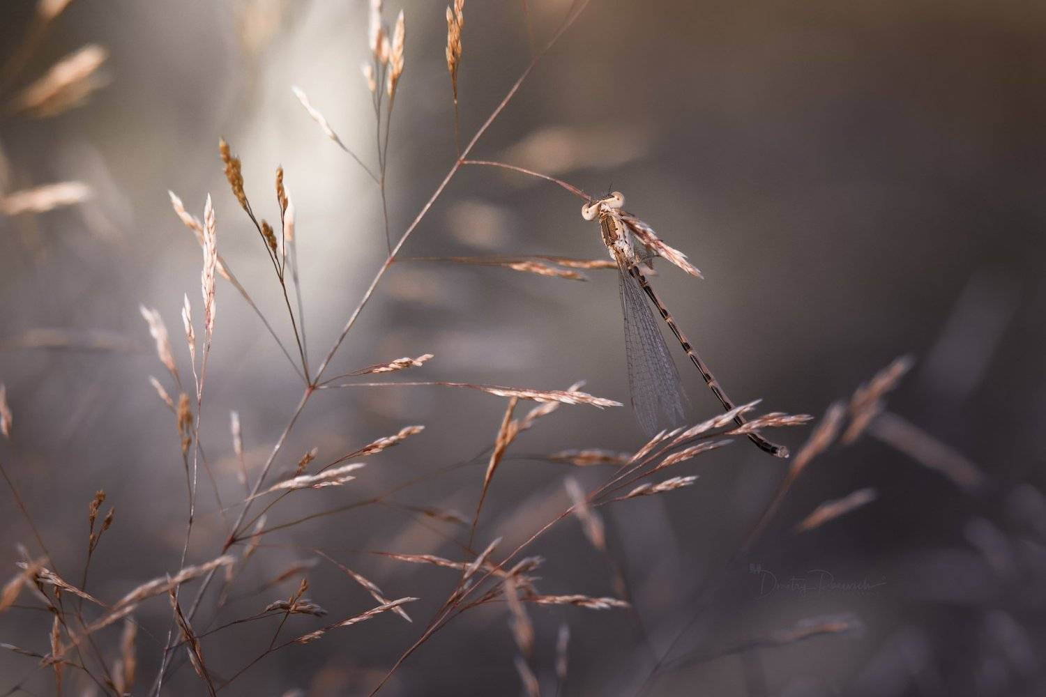 природа, лес, поля, огороды, животные, птицы, макро, Дмитрий Посевич