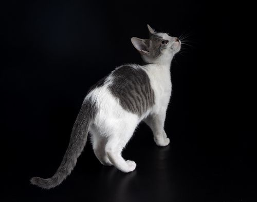 Cat Sage.  Котенок Сэйдж