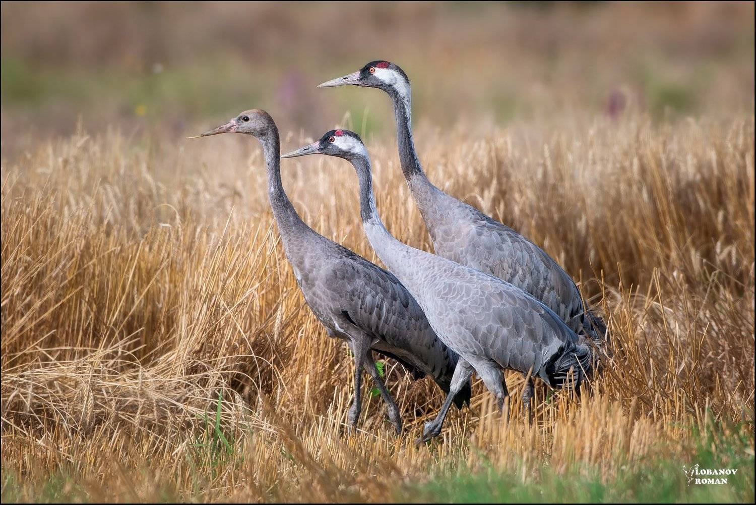 серый, журавль, лобанов, сергиев, посад, Lobanov Roman