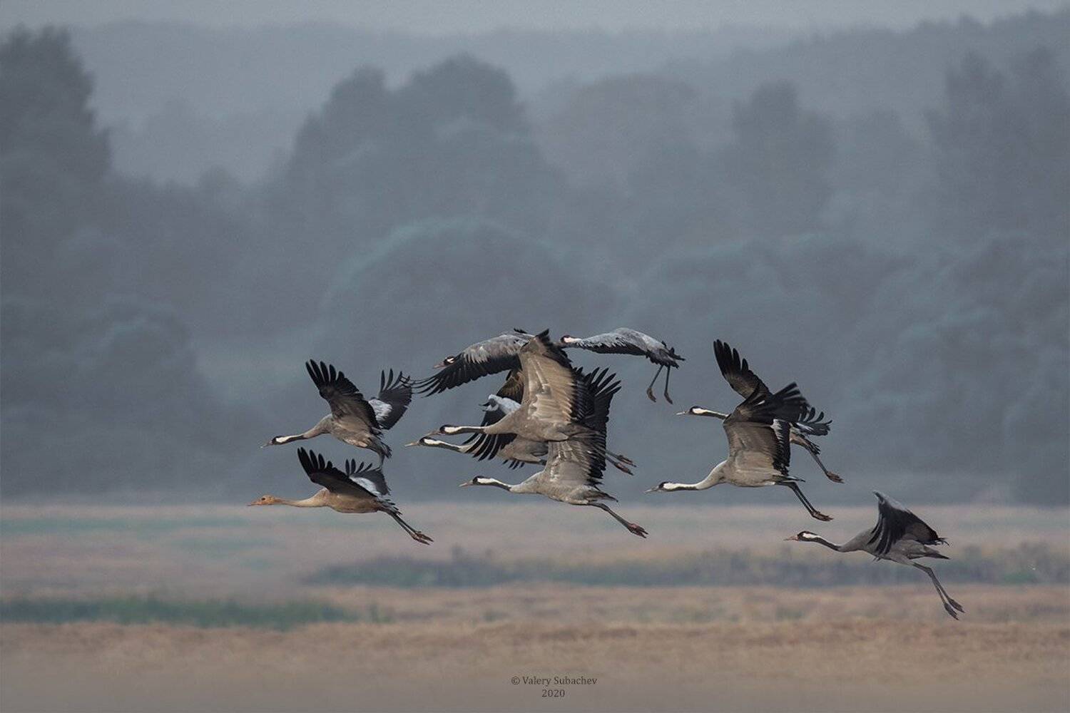 , Валерий Субачев