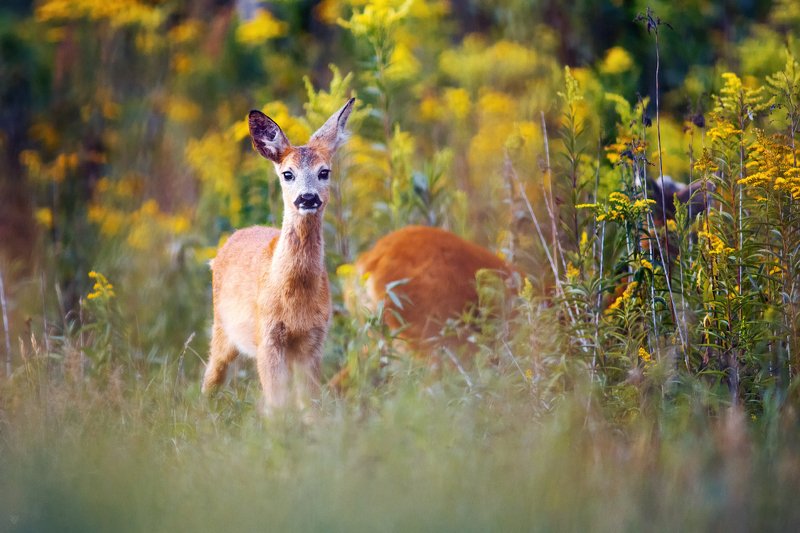 roe-deer, wildlife, nature Roe-deer фото превью
