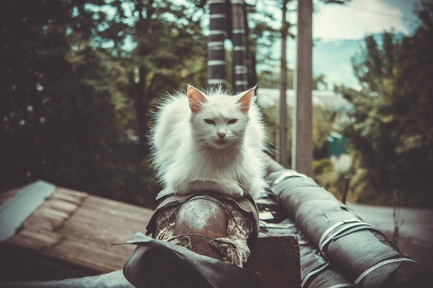 животные, кот, коты, котэ, кошка, кошки, Vladimir Kedrov