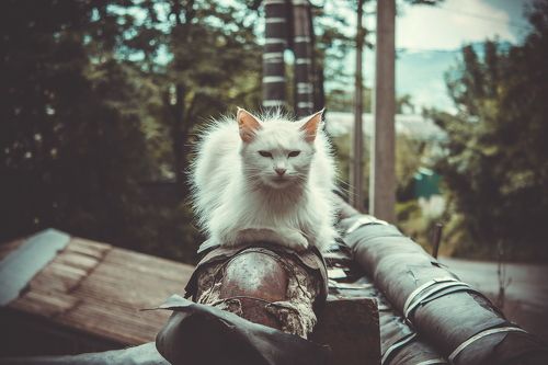 белый кот
