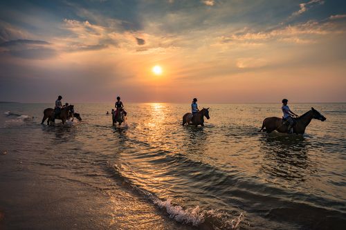 Horses bath in the sunset