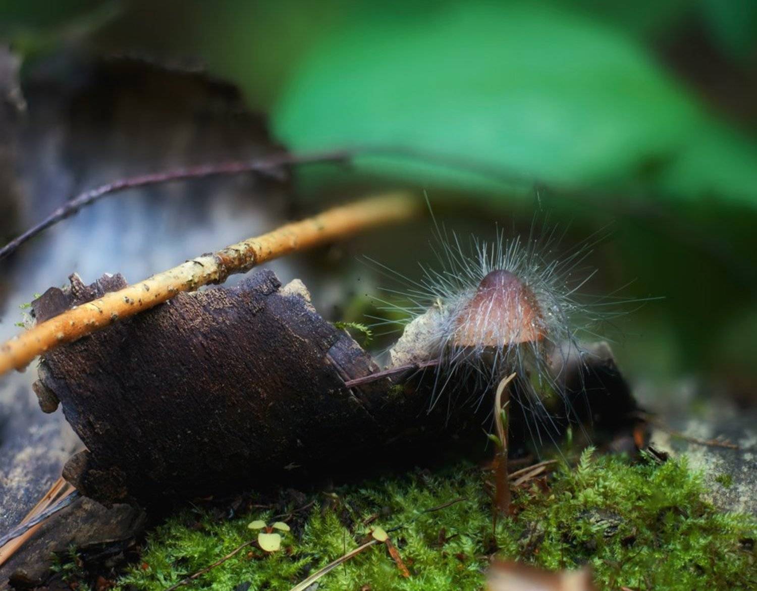macro, closeup, insect, макро, насекомые, gnilenkov, Alexey Gnilenkov
