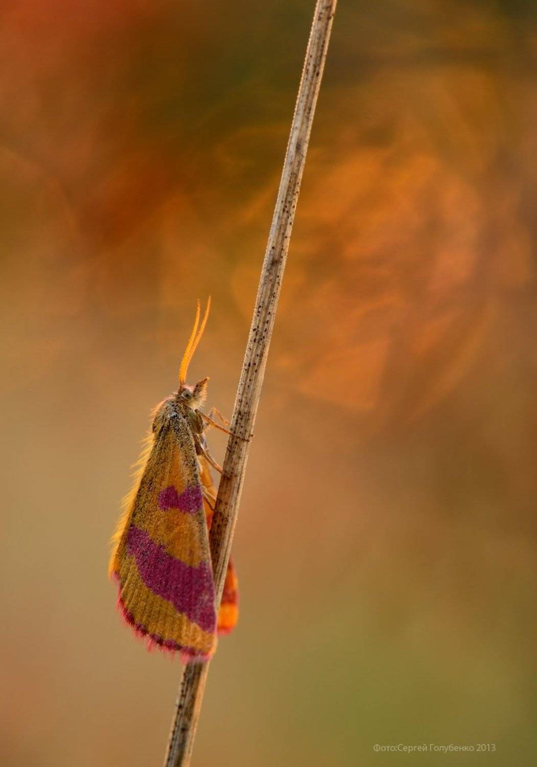 , Сергей Голубенко