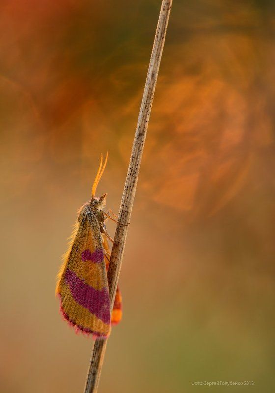 Цветной плащ фото превью