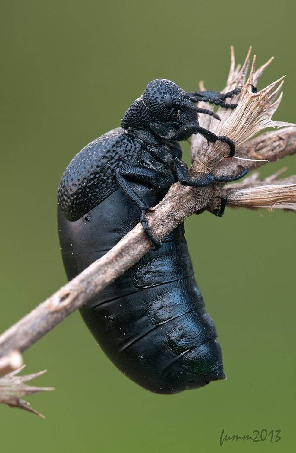 , Игорь ФУММ