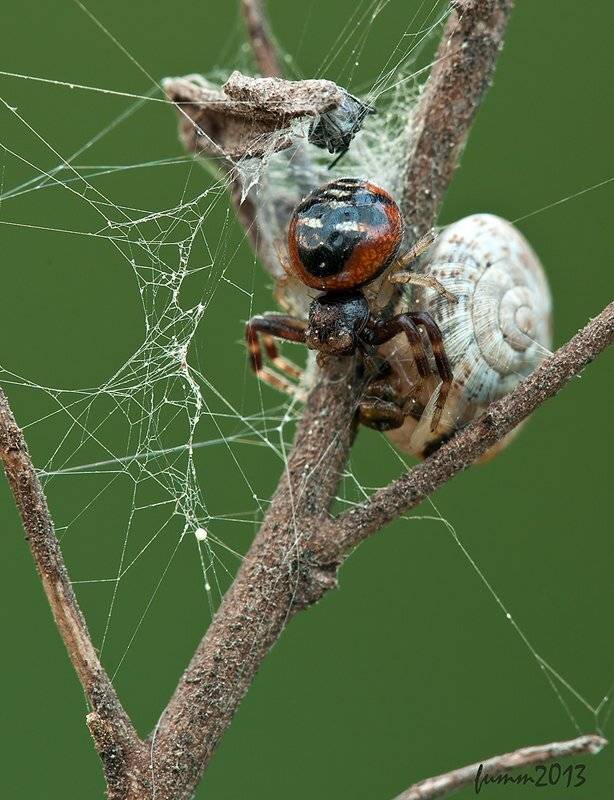 , Игорь ФУММ