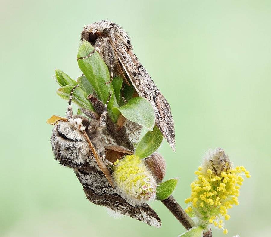 , Сергей Таланов