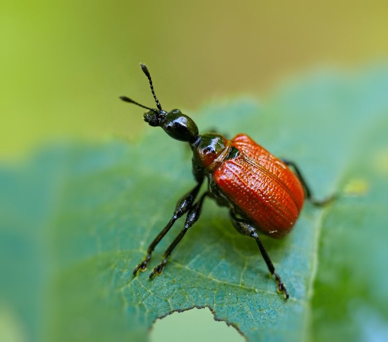 macro, closeup, insect, макро, насекомые, gnilenkov Трубковерт ореховый... фото превью