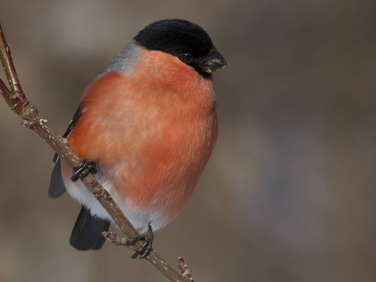 снегирь, Ляпустин Юра