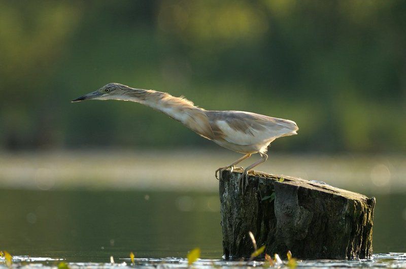 Жираф фото превью