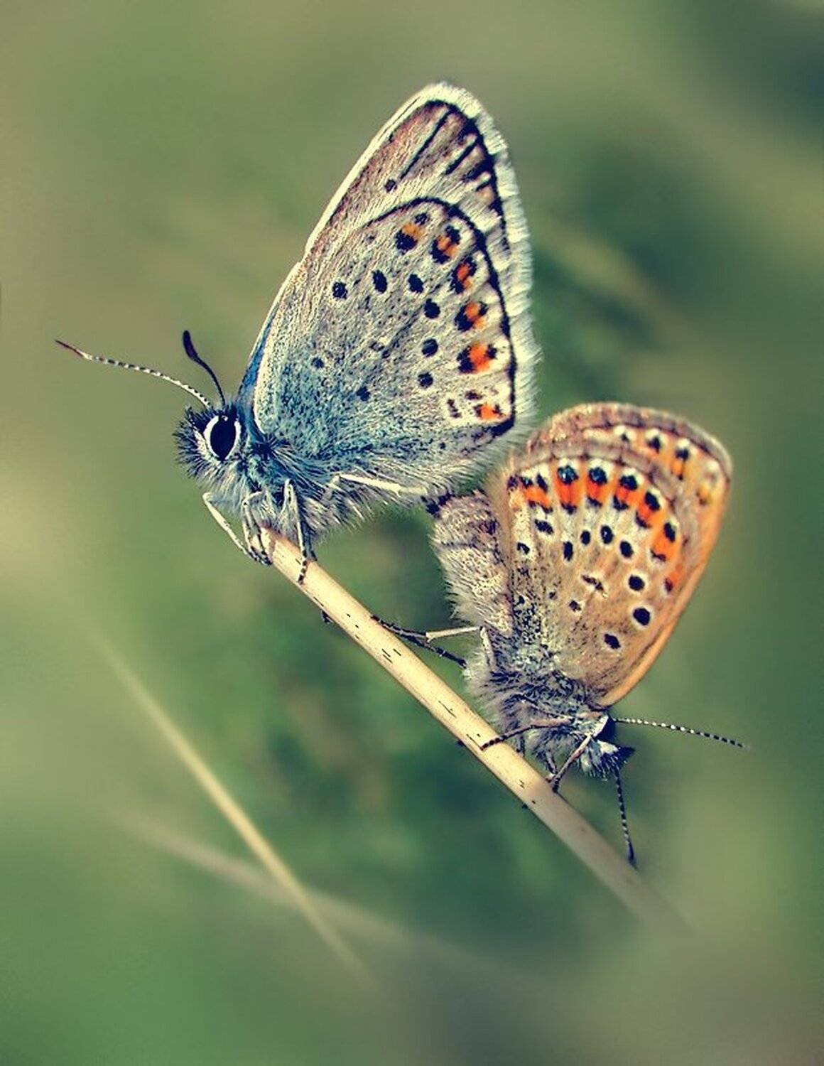 , Ирина Костова