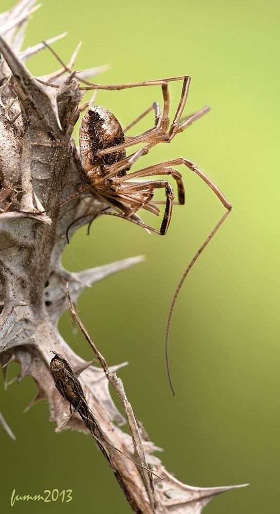 , Игорь ФУММ