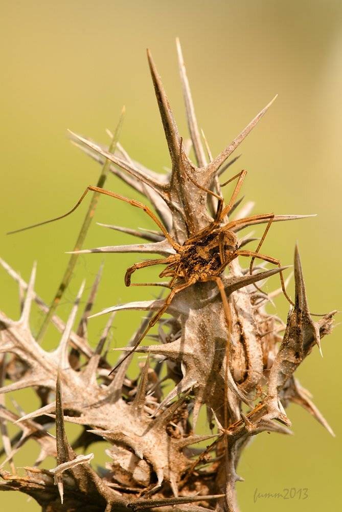 , Игорь ФУММ