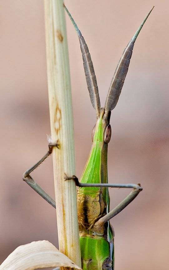 , Наум Пятов