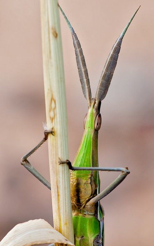 И выросли у Мука ослинные уши. фото превью