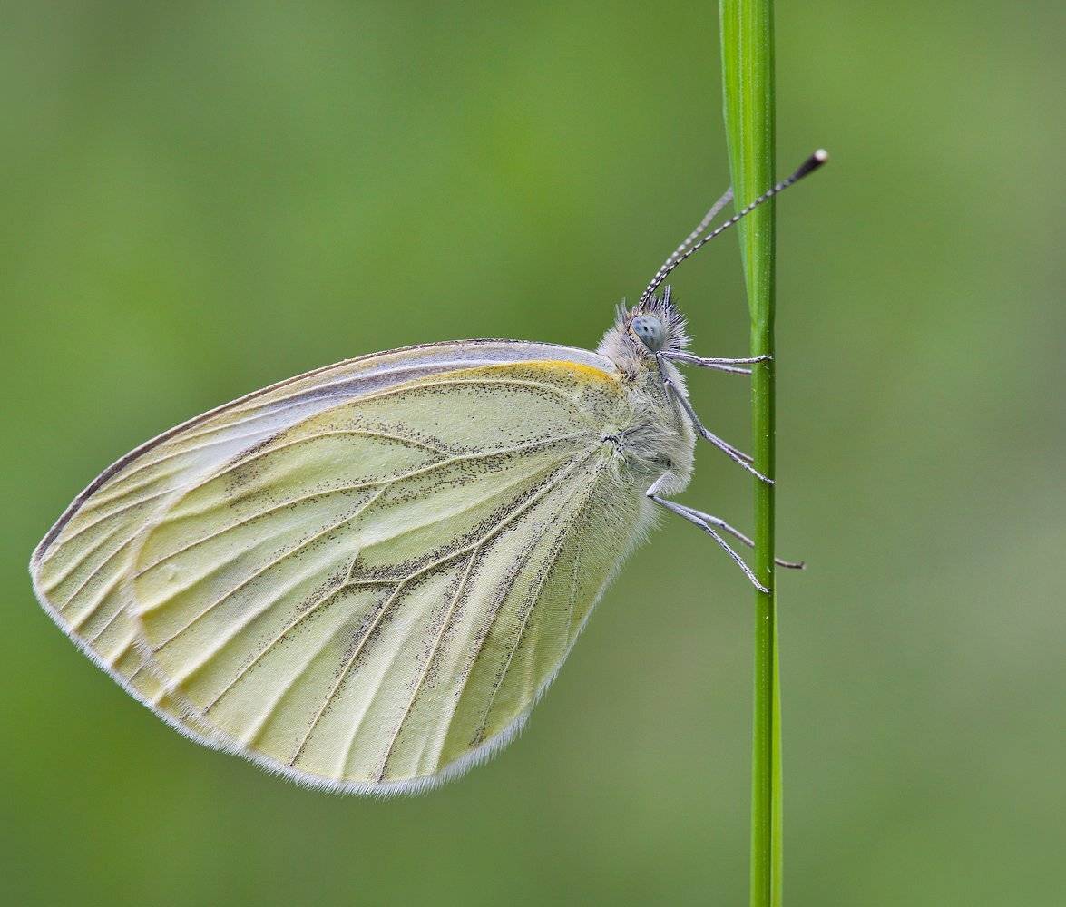 , Андрей Канышев