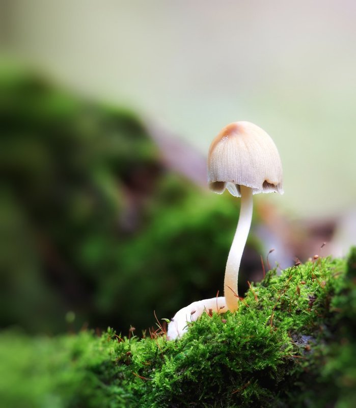 macro, closeup, insect, макро, насекомые, gnilenkov Модник... фото превью