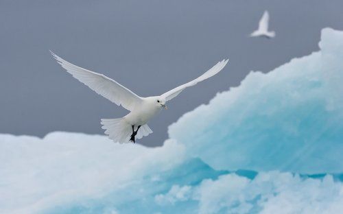 Ангелы Арктики