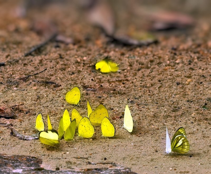 macro, closeup, insect, макро, насекомые, gnilenkov Хороводы... фото превью