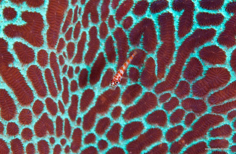 Мини фото превью