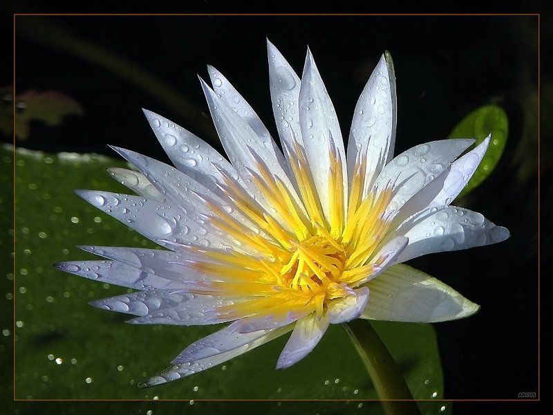 Лотос фото превью