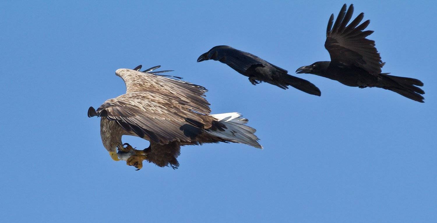 , Евгений Слободской