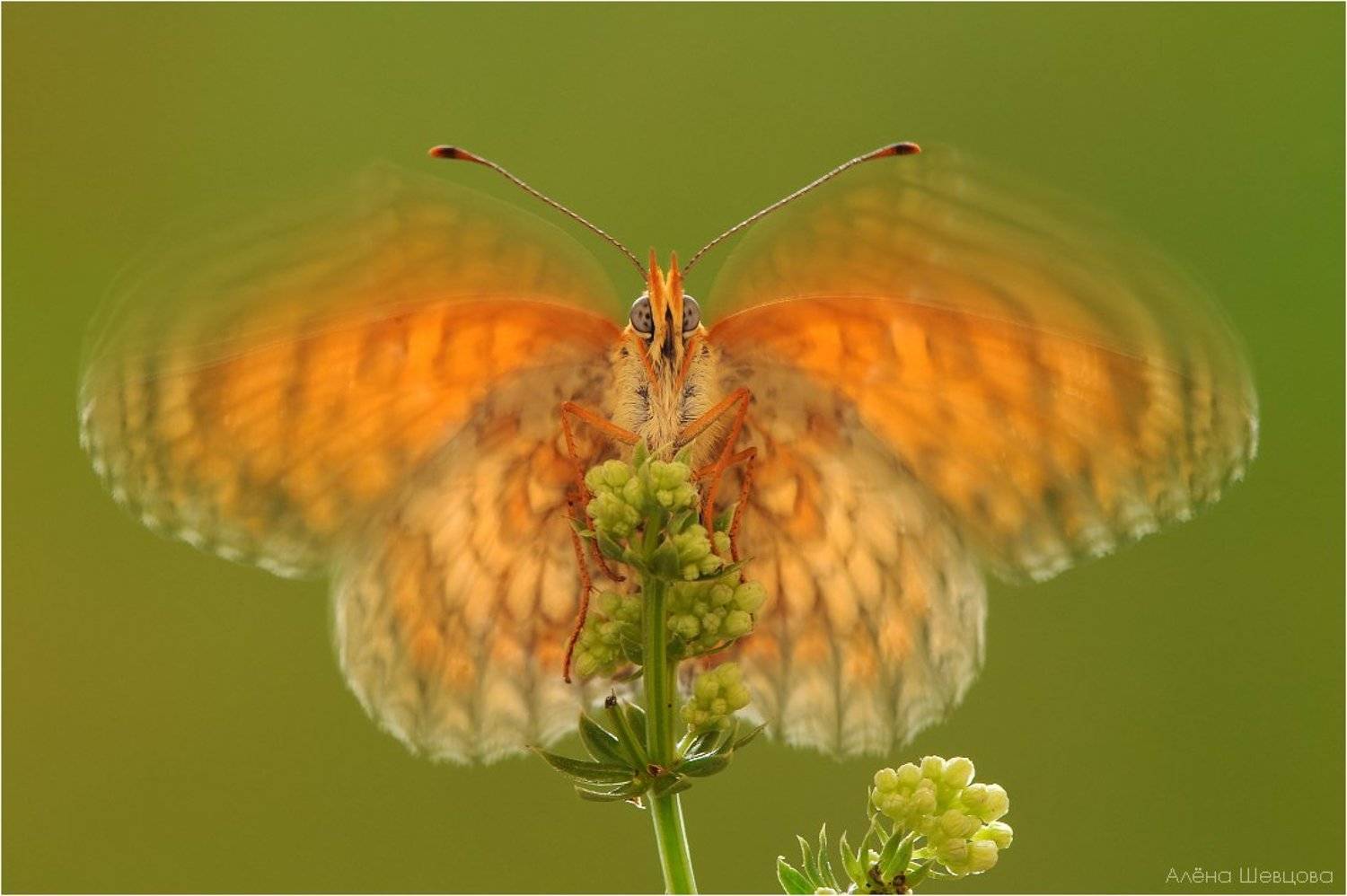 , Алёна Шевцова