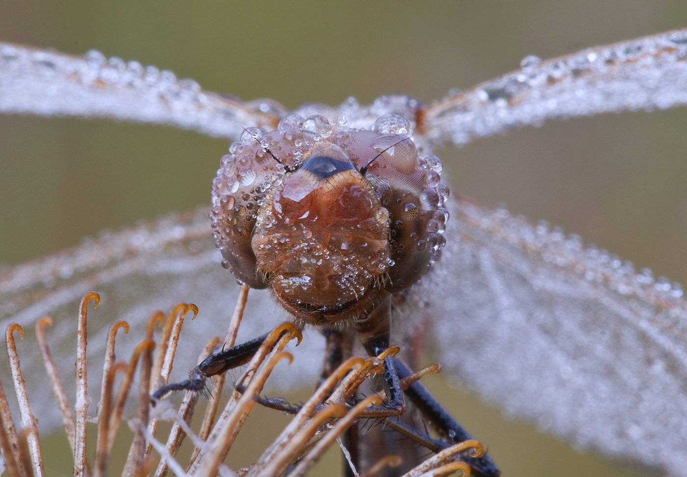 , Андрей Канышев