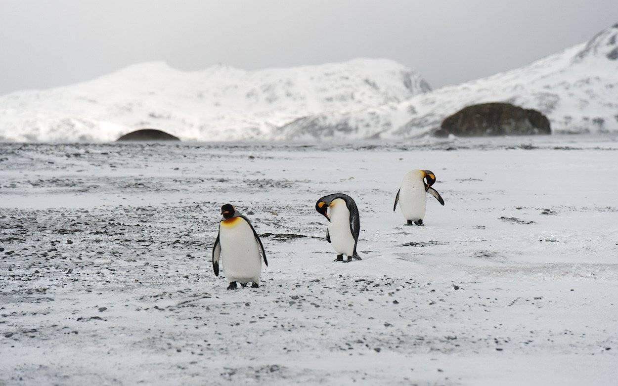 , Андрей Ведерников