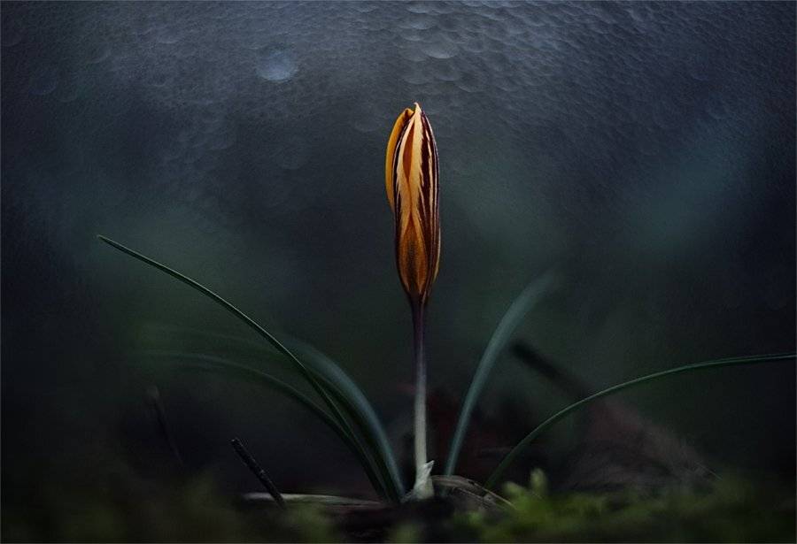 , Наталья Ова