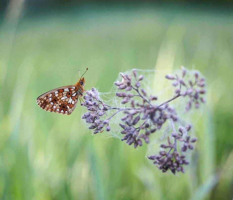 macro, closeup, insect, макро, насекомые, gnilenkov, Alexey Gnilenkov