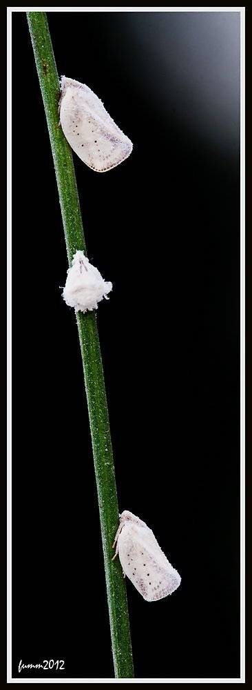 , Игорь ФУММ