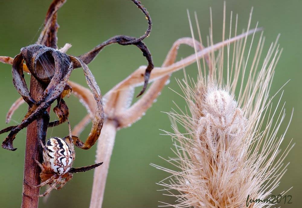 , Игорь ФУММ