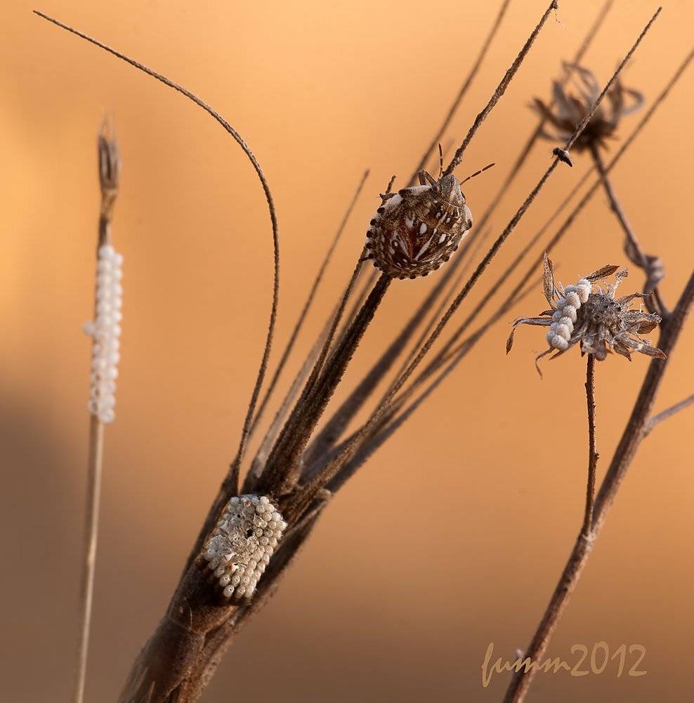 , Игорь ФУММ