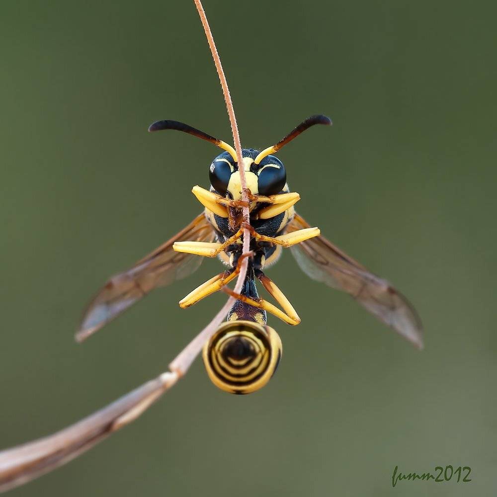 , Игорь ФУММ