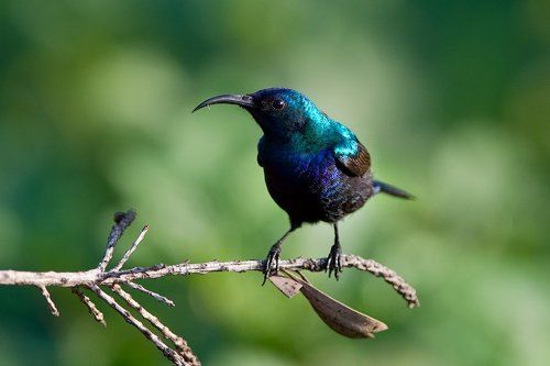 Нектарницы