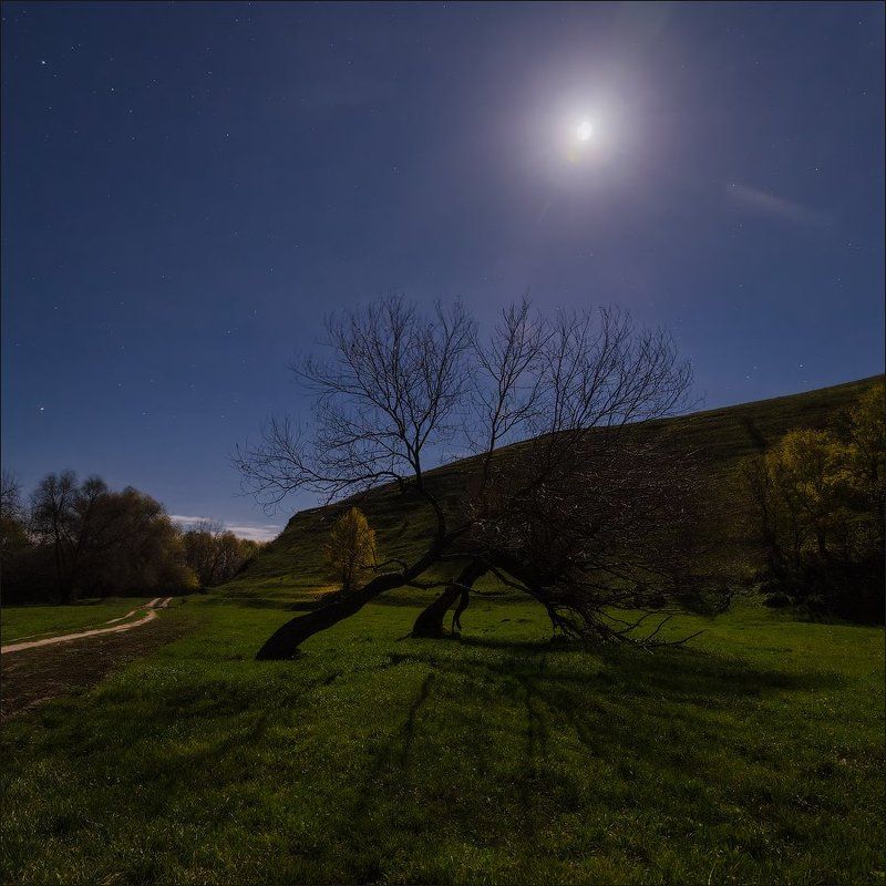 ночь,луна,звезды,дерево,осень,сопротивление Сопротивление стихиям фото превью