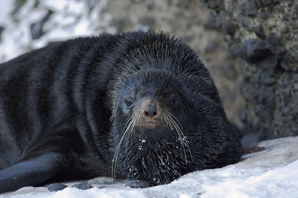 морской котик, северный, Дмитрий Уткин