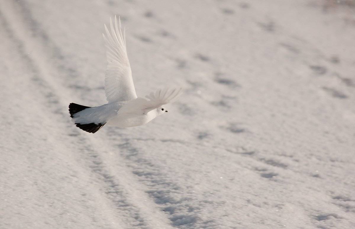 куропатка, полёт, снег, зима, Дмитрий Уткин