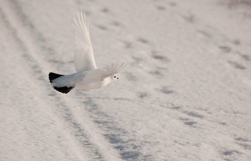 Куропатка в полёте