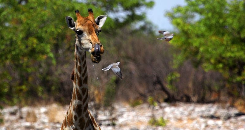 краткая история одного клишеобразующего элемента фото превью