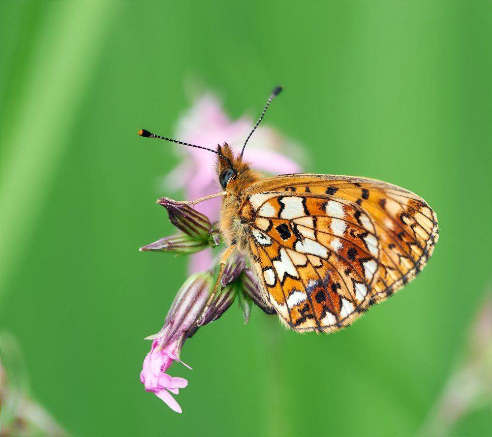 macro, closeup, insect, макро, насекомые, gnilenkov, Alexey Gnilenkov